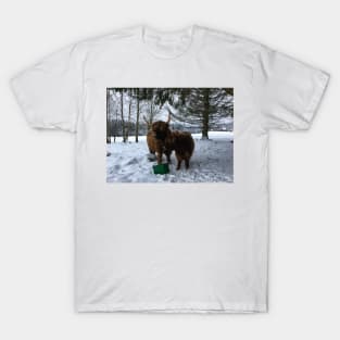 Scottish Highland Cattle Cow and Calf 1648 T-Shirt